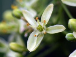 ptelea trifoliata